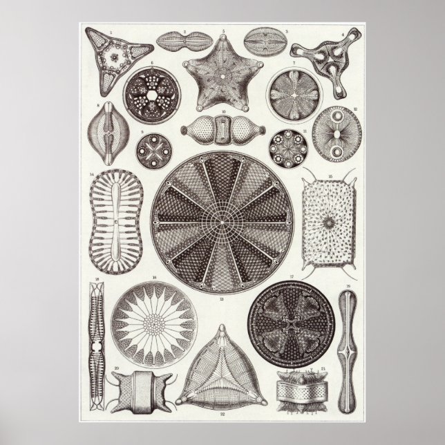 Ernst Haeckel Art Print: Diatomea Poster (Front)