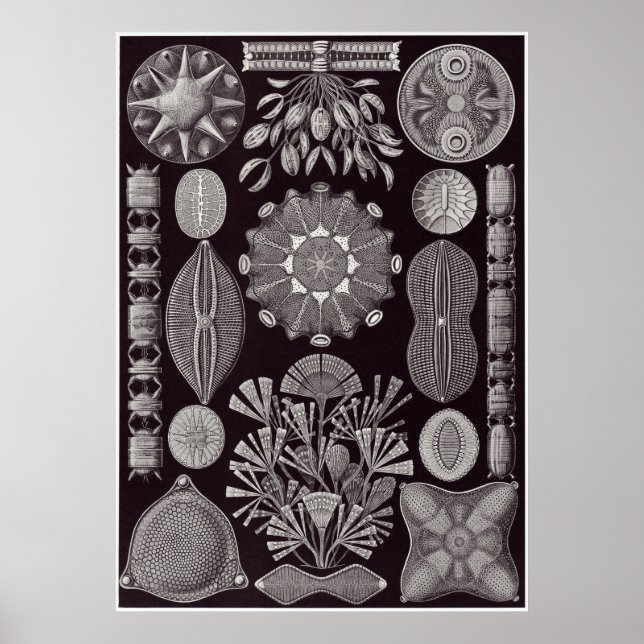 Ernst Haeckel Art Print: Diatomea Poster (Front)