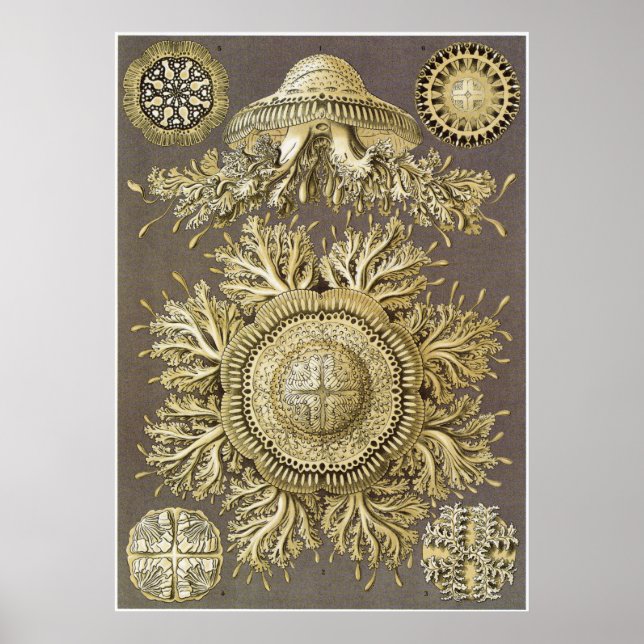 Ernst Haeckel Art Print: Discomedusae Poster (Front)