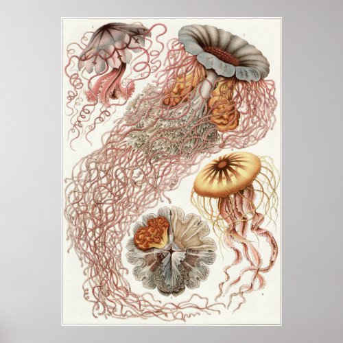Ernst Haeckel Art Print Discomedusae Poster