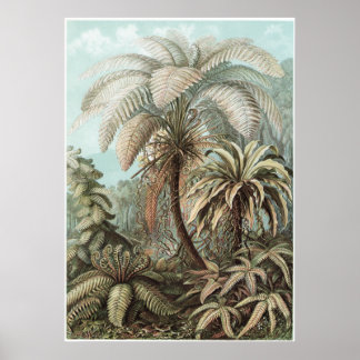 Ernst Haeckel Art Print: Filicinae Poster