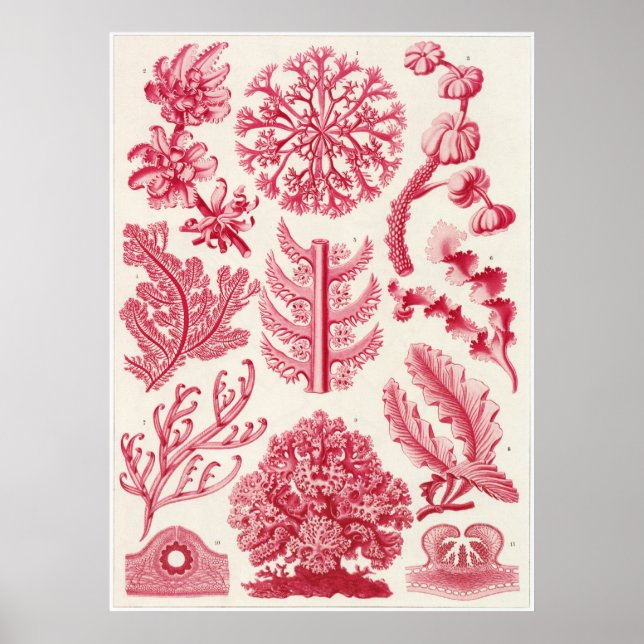 Ernst Haeckel Art Print: Florideae Poster (Front)