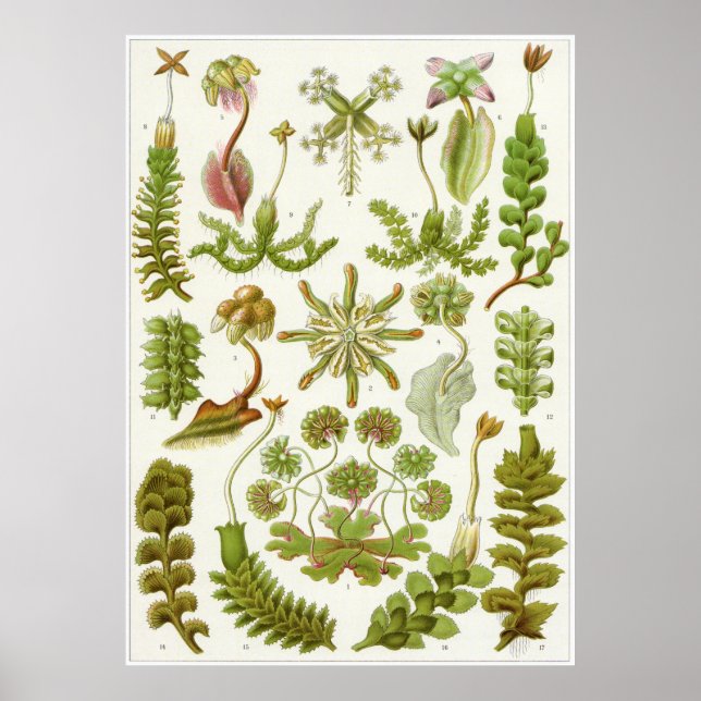 Ernst Haeckel Art Print: Hepaticae Poster (Front)