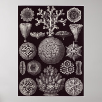 Ernst Haeckel Art Print: Hexacoralla Poster