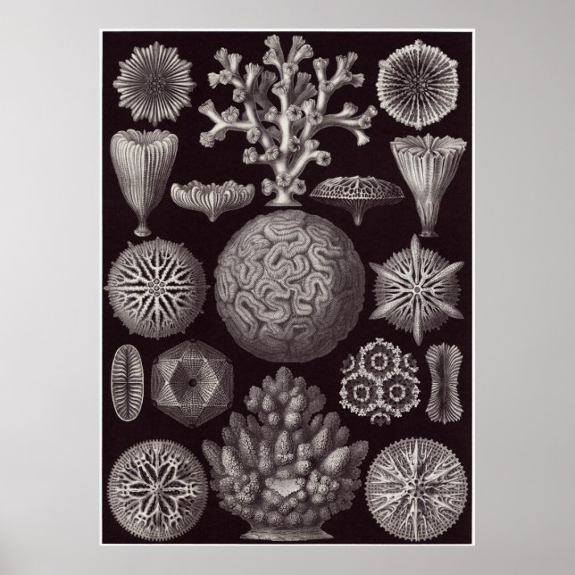 Ernst Haeckel Art Print: Hexacoralla Poster (Front)