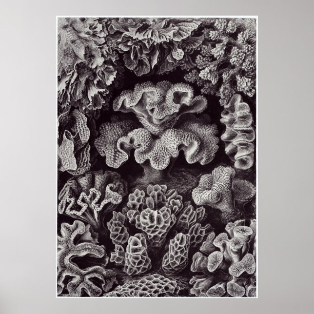 Ernst Haeckel Art Print: Hexacoralla Poster (Front)