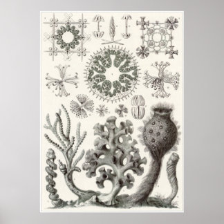 Ernst Haeckel Art Print: Hexactinellae Poster