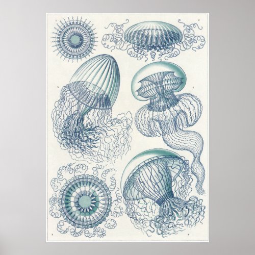 Ernst Haeckel Art Print Leptomedusae Poster