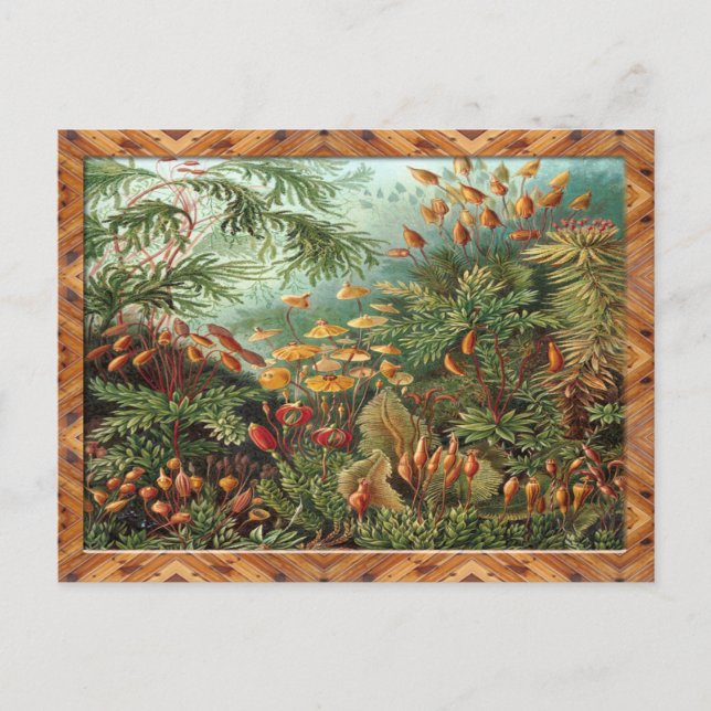 Ernst Haeckel Art Print:Muscinae Postcard (Front)