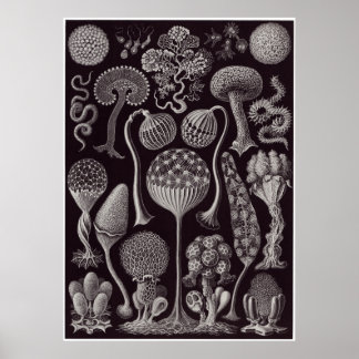 Ernst Haeckel Art Print: Mycetozoa Poster