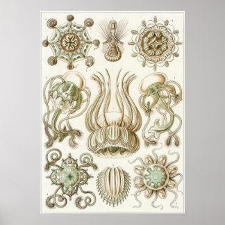 Ernst Haeckel Art Print: Narcomedusae Poster