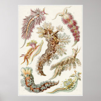 Ernst Haeckel Art Print: Nudibranchia Poster