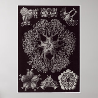 Ernst Haeckel Art Print: Ophiodea Poster