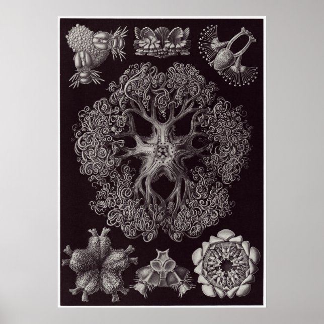 Ernst Haeckel Art Print: Ophiodea Poster (Front)
