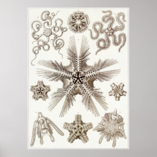 Ernst Haeckel Art Print: Ophiodea Poster