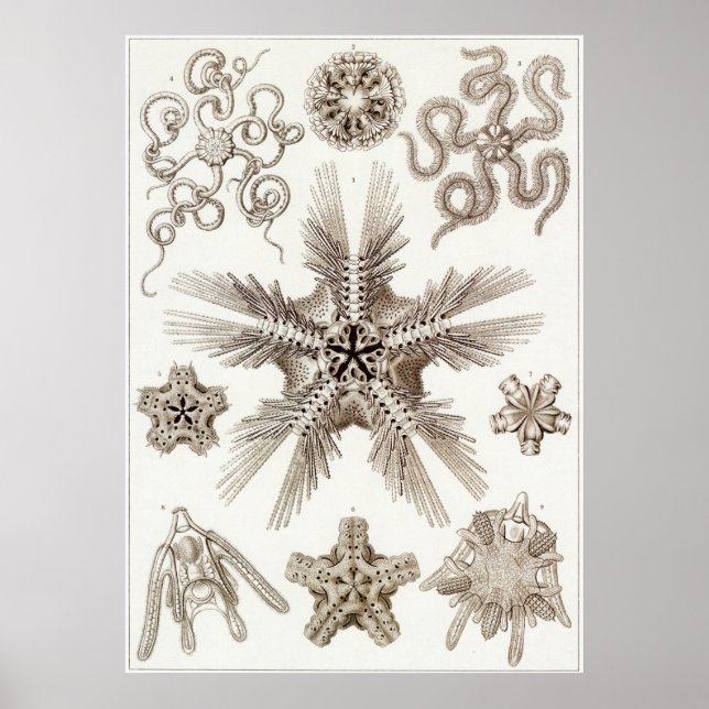Ernst Haeckel Art Print: Ophiodea Poster (Front)