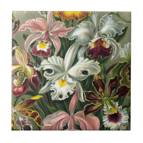 Ernst Haeckel Art PrintOrchidae Oncidiums tulips Ceramic Tile