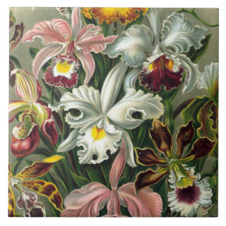 Ernst Haeckel Art Print:Orchidae Oncidiums, tulips Tile