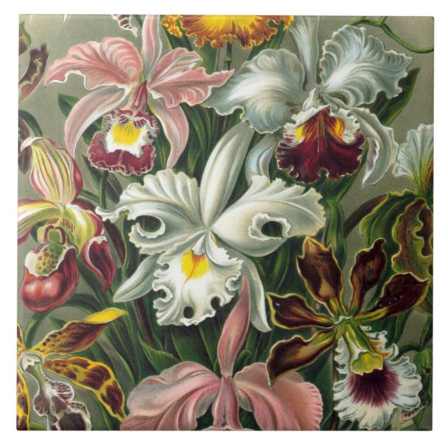 Ernst Haeckel Art Print:Orchidae Oncidiums, tulips Tile (Front)