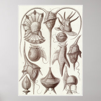 Ernst Haeckel Art Print: Peridinea Poster