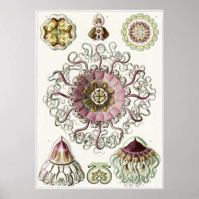 Ernst Haeckel Art Print: Peromedusae Poster (Front)