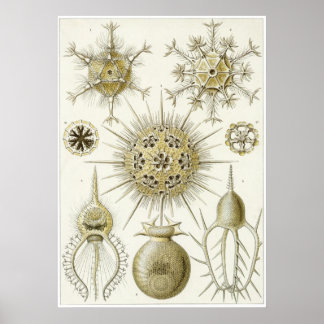 Ernst Haeckel Art Print: Phaeodaria (Phaeodarea) Poster