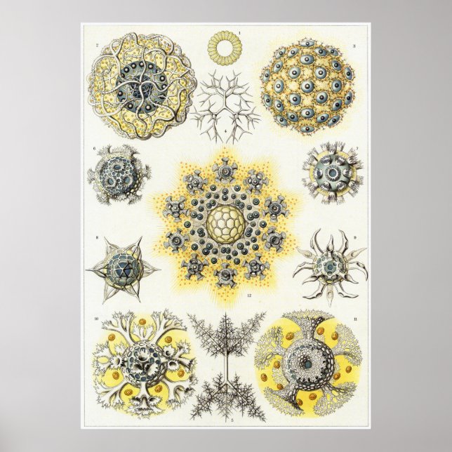 Ernst Haeckel Art Print: Polycyttaria Poster (Front)