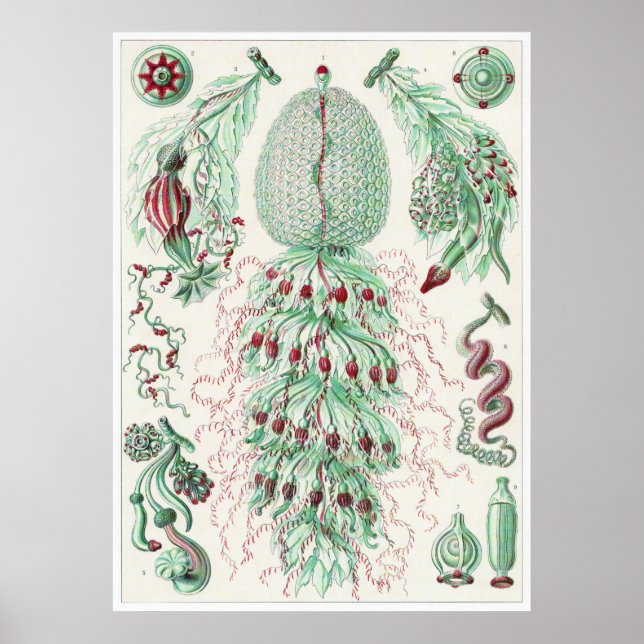 Ernst Haeckel Art Print: Siphonophorae Poster (Front)