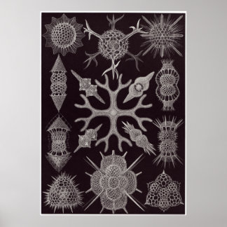 Ernst Haeckel Art Print: Spumellaria Poster