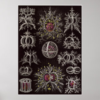 Ernst Haeckel Art Print: Stephoidea Poster