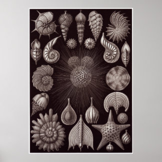 Ernst Haeckel Art Print: Thalamphora Poster