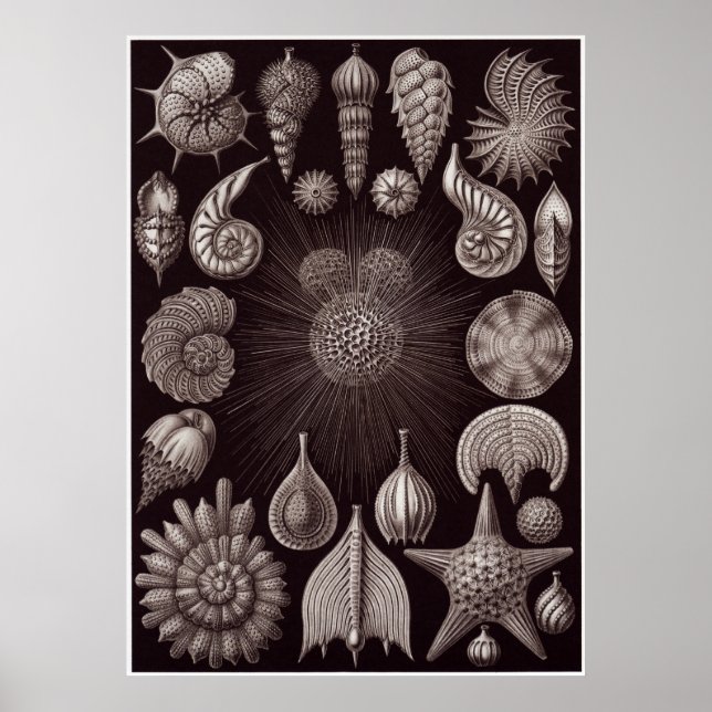 Ernst Haeckel Art Print: Thalamphora Poster (Front)