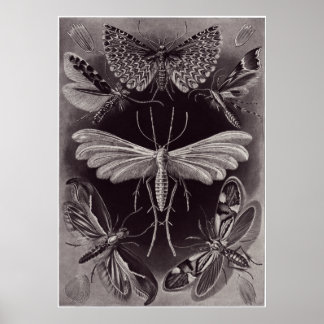 Ernst Haeckel Art Print: Tineida Poster