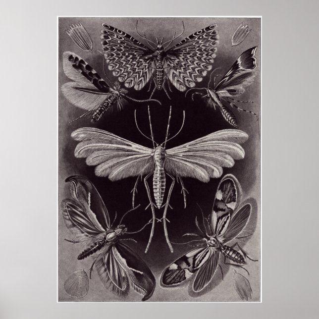Ernst Haeckel Art Print: Tineida Poster (Front)