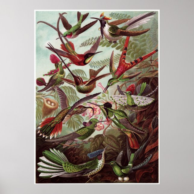 Ernst Haeckel Art Print: Trochilidae Poster (Front)