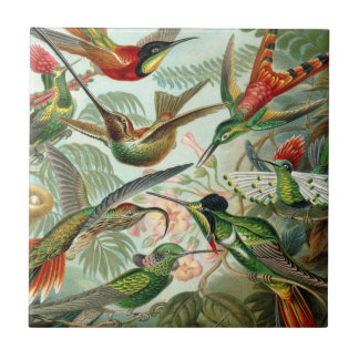 Ernst Haeckel Art Print: Trochilidae Tile