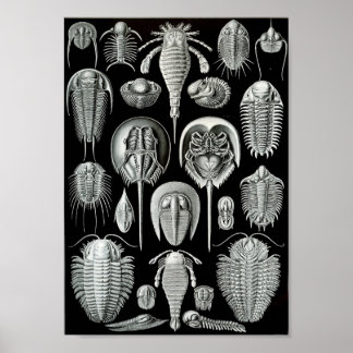 Ernst Haeckel Art Sea Life 11" x 8.5 Poster