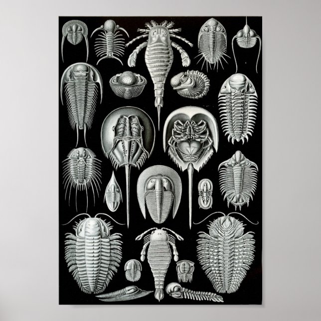 Ernst Haeckel Art Sea Life 11" x 8.5 Poster (Front)