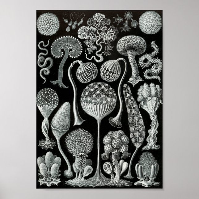 Ernst Haeckel Art Sea Life 11" x 8.5 Poster (Front)
