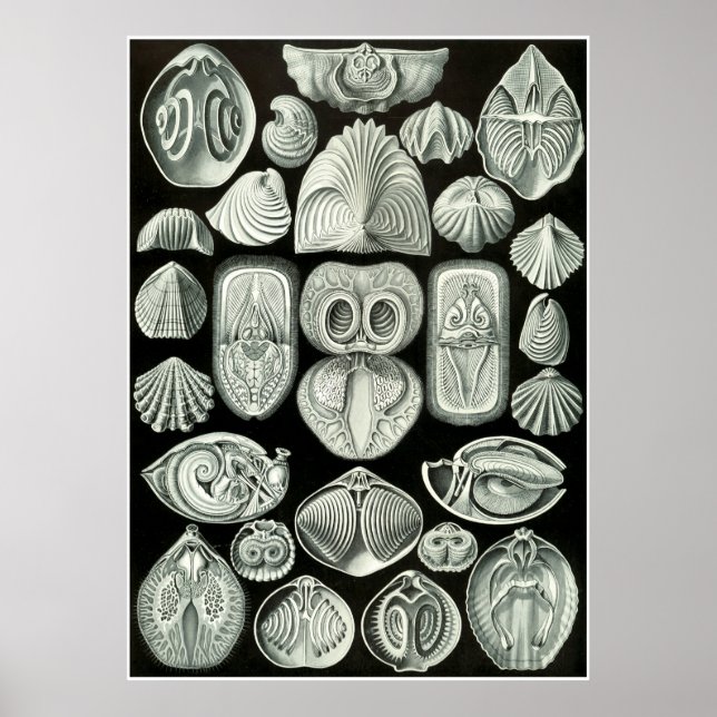 Ernst Haeckel Artforms Of Nature Print (Front)