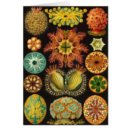 Ernst Haeckel - Ascidiae Cards (Front)
