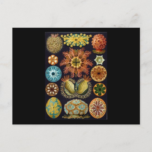 Ernst Haeckel Ascidiae Postcard (Front)