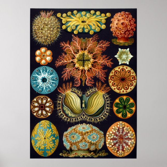 Ernst Haeckel Ascidiae Poster (Front)