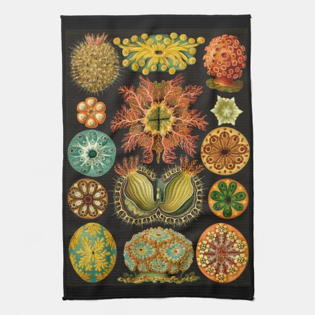 Ernst Haeckel Ascidiae Sea Life Illustration Kitchen Towel (Vertical)
