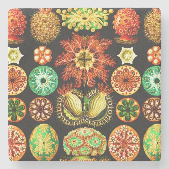 Ernst Haeckel Ascidiae Stone Coaster (Front)