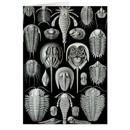 Ernst Haeckel - Aspidonia Cards (Front)