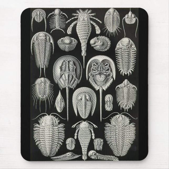 Ernst Haeckel - Aspidonia Mouse Pad (Front)