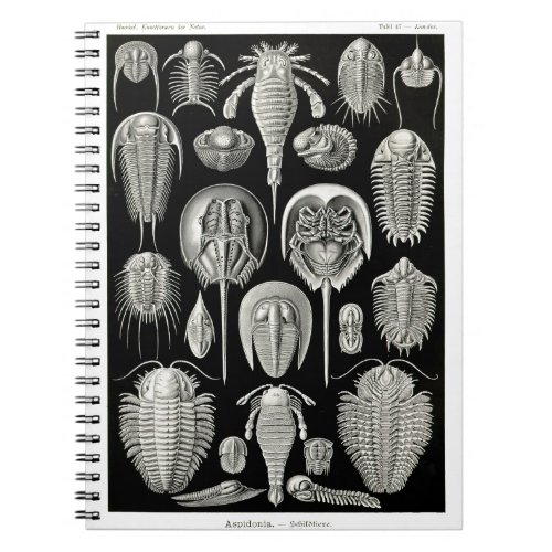Ernst Haeckel Aspidonia Notebook