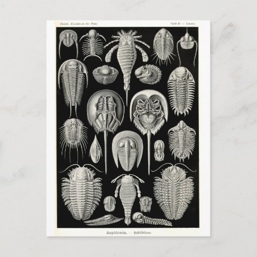 Ernst Haeckel Aspidonia Postcard