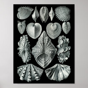 Ernst Haeckel Bivalvia Striking Black & White Poster